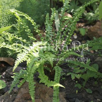 Кочедыжник женский Frizelliae (Athyrium filix-femina Frizelliae)